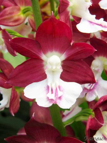 エビネ 蘭裕園 Ranyuen