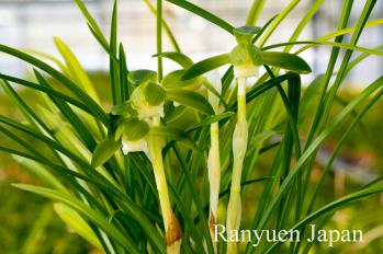 春蘭 蘭裕園 Ranyuen