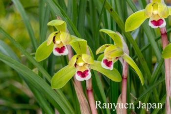 春蘭 蘭裕園 Ranyuen