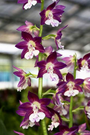 エビネ 蘭裕園 Ranyuen