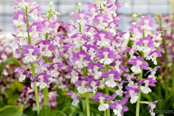 エビネ 蘭裕園 Ranyuen