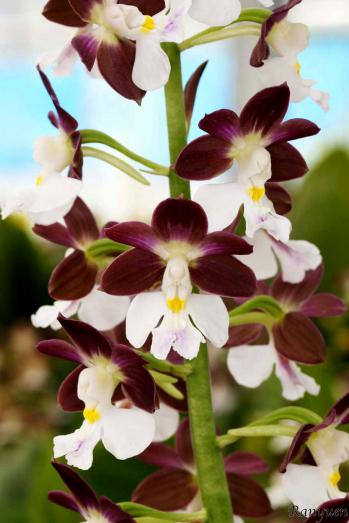 エビネ 蘭裕園 Ranyuen