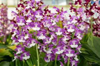 エビネ 蘭裕園 Ranyuen