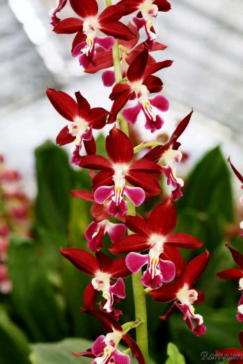 エビネ 蘭裕園 Ranyuen