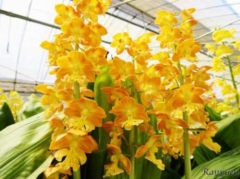 エビネ 蘭裕園 Ranyuen