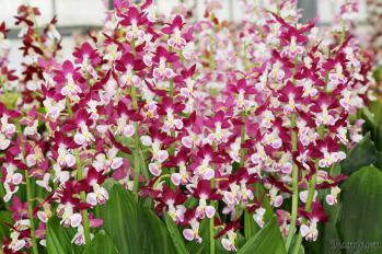 エビネ 蘭裕園 Ranyuen