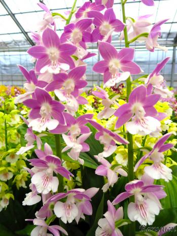 エビネ 蘭裕園 Ranyuen