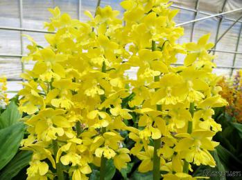 エビネ 蘭裕園 Ranyuen