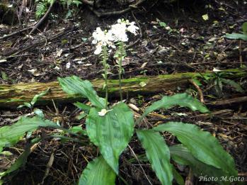 ヒロハノカラン 蘭裕園 Ranyuen