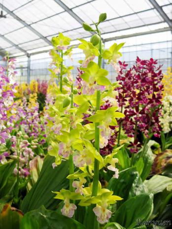 エビネ 蘭裕園 Ranyuen