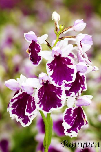 アワチドリ・夢ちどり 蘭裕園 Ranyuen