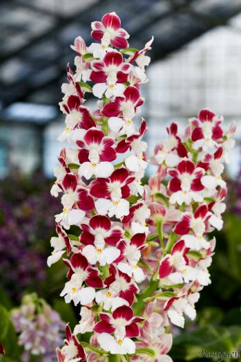 エビネ 蘭裕園 Ranyuen