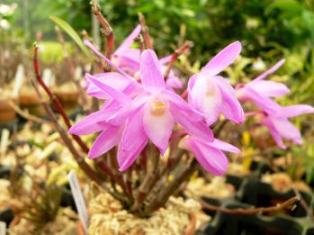 セッコク 蘭裕園 Ranyuen