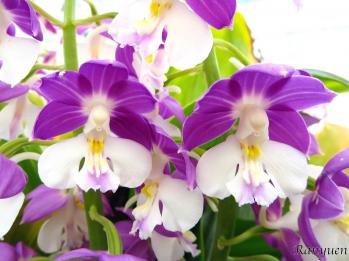 エビネ 蘭裕園 Ranyuen