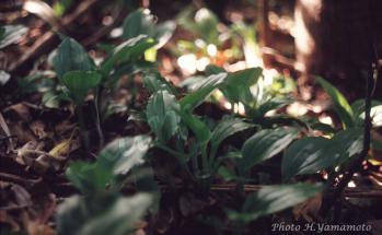 ハハジマホザキラン 蘭裕園 Ranyuen