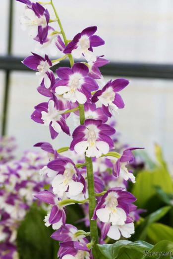 エビネ 蘭裕園 Ranyuen