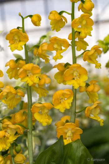 エビネ 蘭裕園 Ranyuen