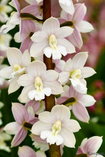 エビネ 蘭裕園 Ranyuen