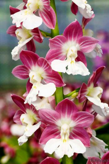 エビネ 蘭裕園 Ranyuen