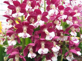 エビネ 蘭裕園 Ranyuen