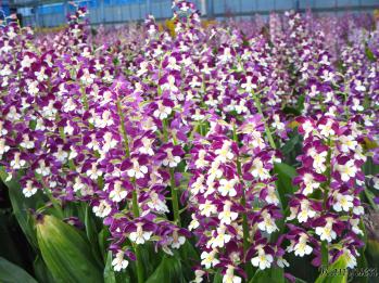 エビネ 蘭裕園 Ranyuen