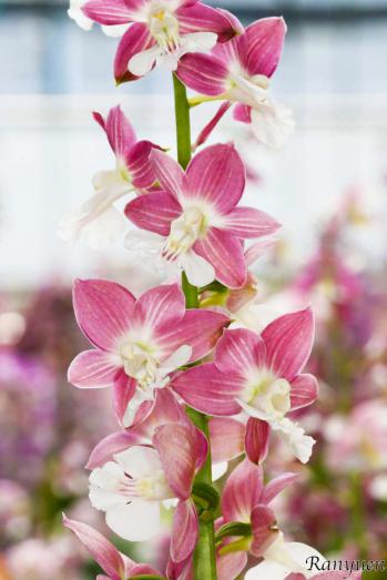 エビネ 蘭裕園 Ranyuen