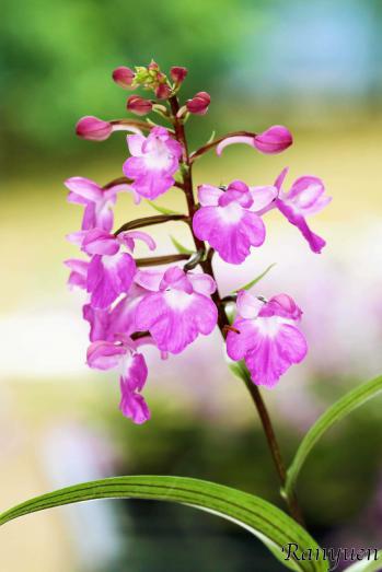 アワチドリ・夢ちどり 蘭裕園 Ranyuen