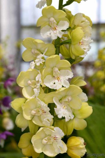 エビネ 蘭裕園 Ranyuen