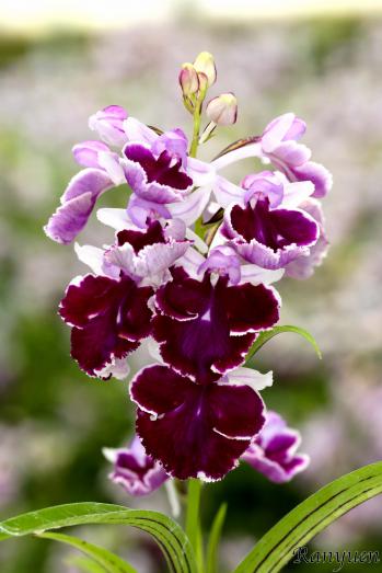 アワチドリ・夢ちどり 蘭裕園 Ranyuen