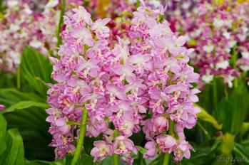 エビネ 蘭裕園 Ranyuen