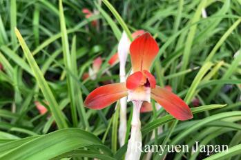 春蘭 蘭裕園 Ranyuen