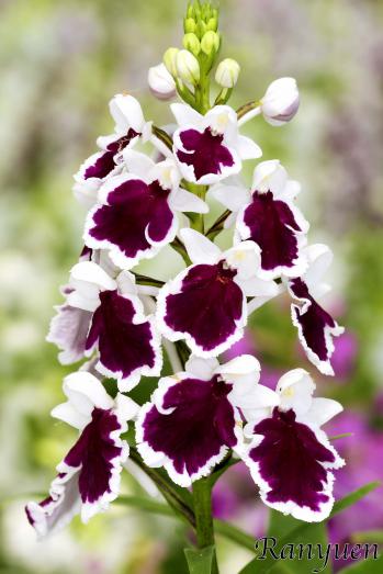 アワチドリ・夢ちどり 蘭裕園 Ranyuen