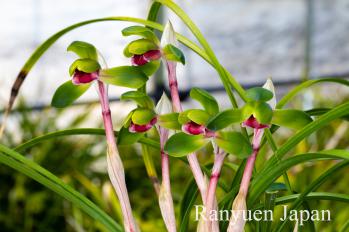 春蘭 蘭裕園 Ranyuen