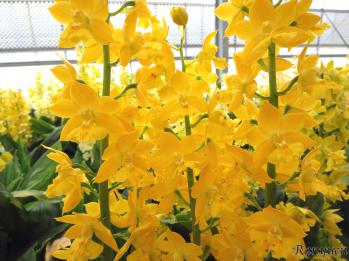 エビネ 蘭裕園 Ranyuen