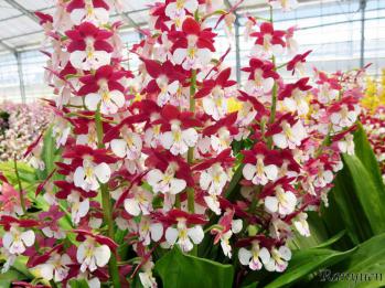 エビネ 蘭裕園 Ranyuen