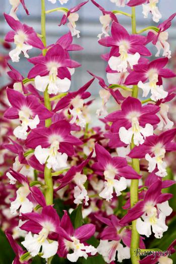 エビネ 蘭裕園 Ranyuen