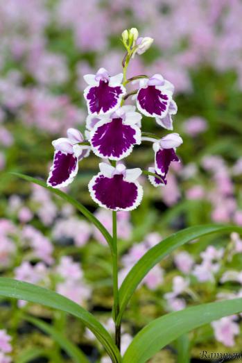 アワチドリ・夢ちどり 蘭裕園 Ranyuen