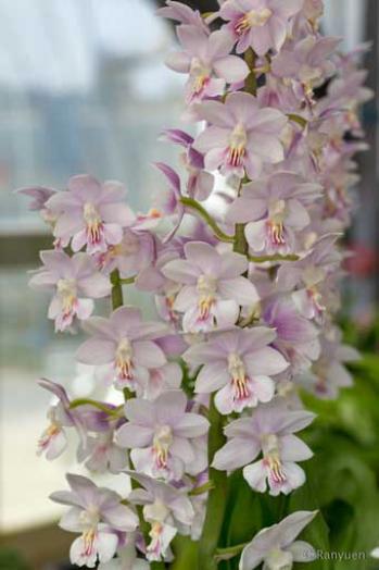 エビネ 蘭裕園 Ranyuen