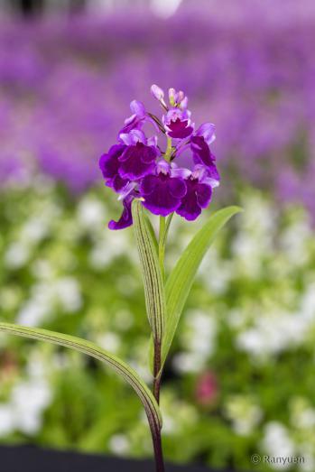 アワチドリ・夢ちどり 蘭裕園 Ranyuen