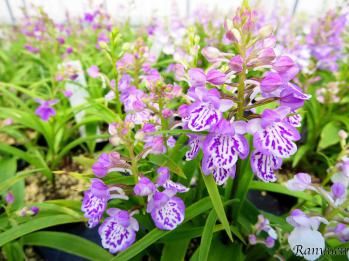 アワチドリ・夢ちどり 蘭裕園 Ranyuen