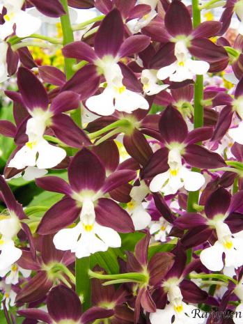 エビネ 蘭裕園 Ranyuen