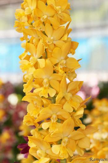 エビネ 蘭裕園 Ranyuen