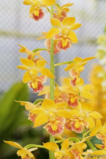 Calanthe Ranyuen