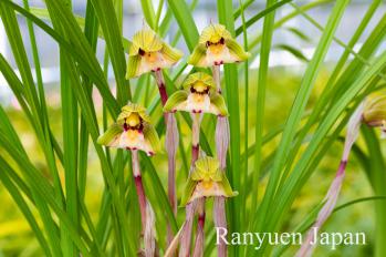 春蘭 蘭裕園 Ranyuen