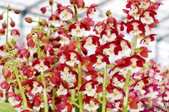 エビネ 蘭裕園 Ranyuen