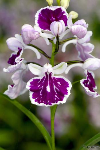 Ponerorchis Ranyuen