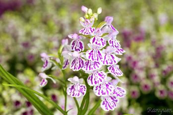 アワチドリ・夢ちどり 蘭裕園 Ranyuen