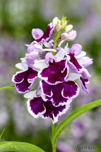 アワチドリ・夢ちどり 蘭裕園 Ranyuen