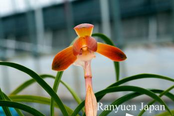 春蘭 蘭裕園 Ranyuen