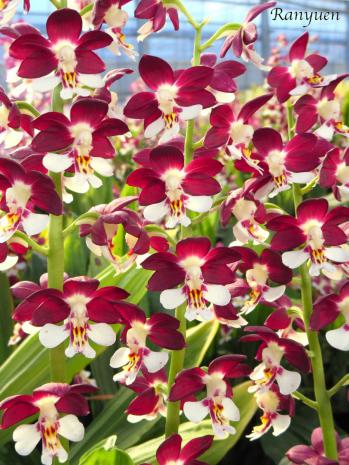 エビネ 蘭裕園 Ranyuen